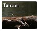 Burson zip 95225
