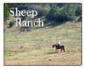 Sheep Ranch zip 95246