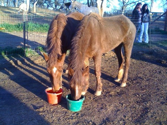 Two Horses Photo courtesy of Raquelle Van Vleck