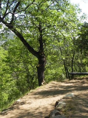 Dragoon Gulch