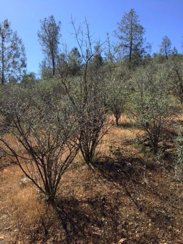 Red Hills Trail
