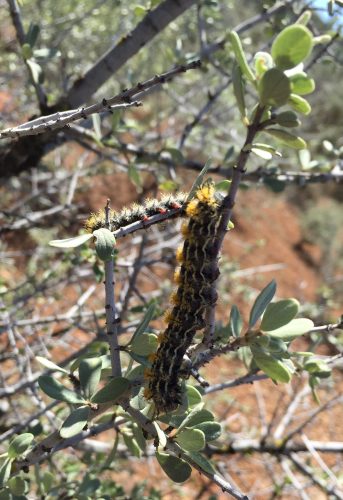 Caterpillar