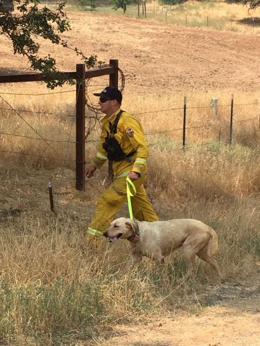 CAL-Fire-rescues-dog-near-Detwiler-Fire-and-will-have-animal-rescue-group-reunite-the-pet-with-its-family
